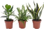 3x Slaapkamerplanten - Set van 3 luchtzuiverende kamerplanten - Clusia | Sansevieria | Nephrolepis - ↑ 20-40 cm - Pot Ø 12cm