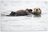 Tuinposter Otters in het Water
