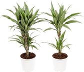 Hellogreen Kamerplanten - Set van 2 - Dracaena Drakenbloedboom Warneckei - ↕ 70 cm