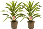 Hellogreen Kamerplanten - Set van 2 - Dracaena Drakenbloedboom Lemon Lime (Kopstek) - ↕ 70 cm