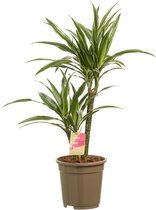 Hellogreen Kamerplant - Dracaena Drakenbloedboom Warneckei - ↕ 60 cm