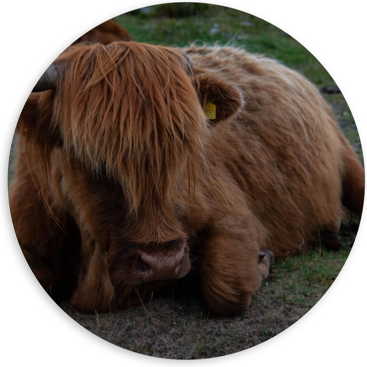 KuijsFotoprint Schilderij - Liggende Schotse Hooglander Koe - Groen En Bruin - 120 X 120 Cm