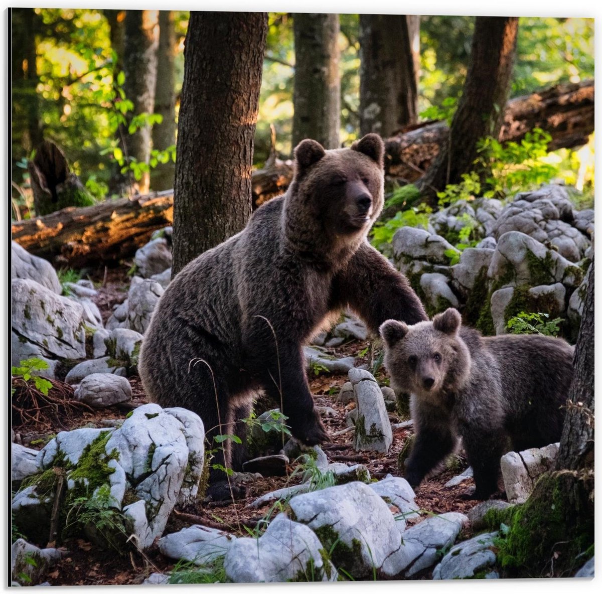 Dibond - Moeder met Baby Beer in het Bos - 50x50cm Foto op Aluminium (Wanddecoratie van metaal)