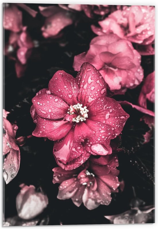 Acrylglas - Roze Bloemen - 40x60cm Foto op Acrylglas (Wanddecoratie op Acrylglas)