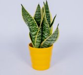 Sansevieria Laurentii - Vrouwentong - ± 40cm hoog - In gele sierpot