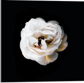 Acrylglas - Witte Bloem op Zwarte Achtergrond - 50x50cm Foto op Acrylglas (Wanddecoratie op Acrylglas)
