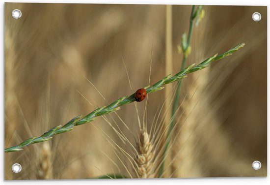 Tuinposter – Lieveheersbeestje op Groene Tak - 60x40cm Foto op Tuinposter  (wanddecoratie voor buiten en binnen)