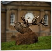 Dibond - Eland met Gewei voor Gebouw - 50x50cm Foto op Aluminium (Met Ophangsysteem)