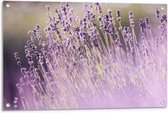Tuinposter – Lavendelstruik met Paarse Vloed - 90x60cm Foto op Tuinposter  (wanddecoratie voor buiten en binnen)