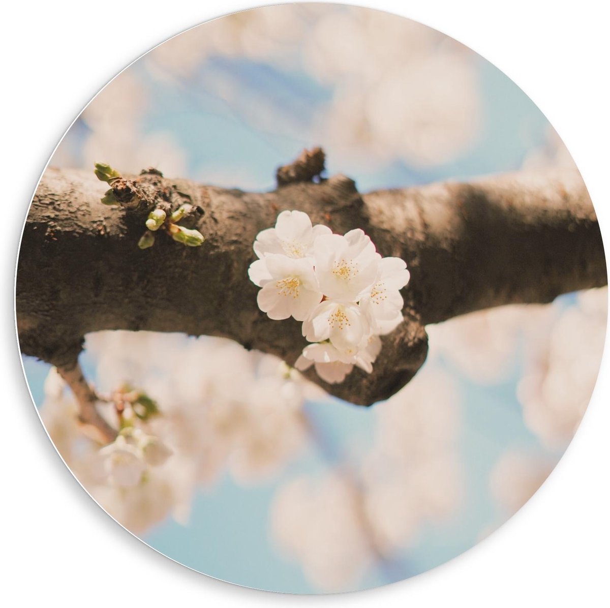 Forex Wandcirkel - Tak in Bloesemboom - 80x80cm Foto op Wandcirkel (met ophangsysteem)