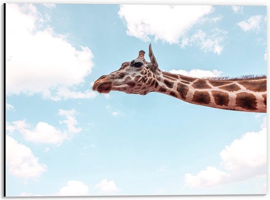 Dibond - Giraffe op Blauwe Achtergrond  - 40x30cm Foto op Aluminium (Wanddecoratie van metaal)