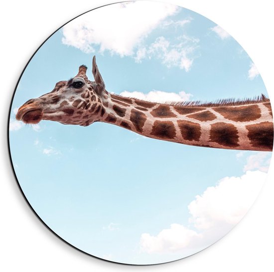 Dibond Wandcirkel - Giraffe op Blauwe Achtergrond  - 40x40cm Foto op Aluminium Wandcirkel (met ophangsysteem)