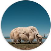 Forex Wandcirkel - Witte Stier grazend - 70x70cm Foto op Wandcirkel (met ophangsysteem)