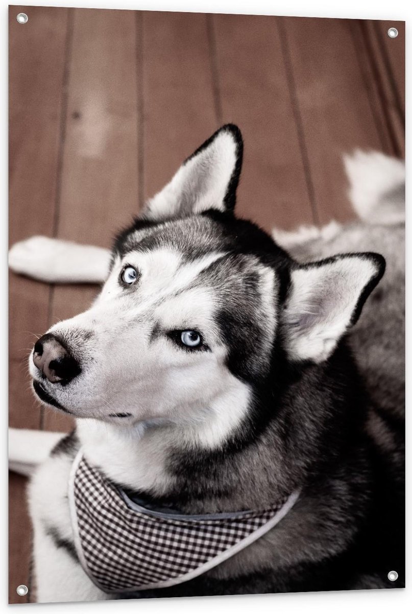 Tuinposter – Husky op Houten Vloer - 80x120cm Foto op Tuinposter (wanddecoratie voor buite
