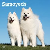 Samoyeds - Samojeden 2021 - 18-Monatskalender mit freier Dog