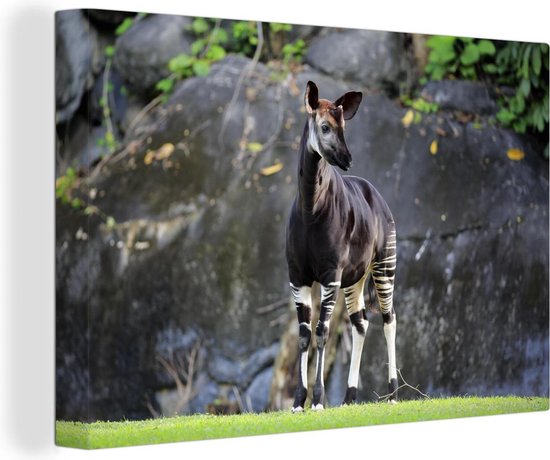 Canvas Schilderij Okapi in het grasland - 60x40 cm - Wanddecoratie
