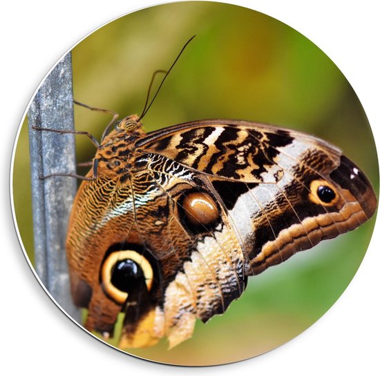 Forex Wandcirkel - Mooie Bruine Vlinder op Takje - 40x40cm Foto op Wandcirkel (met ophangsysteem)