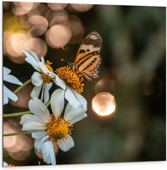 Dibond - Witte Bloemen met Vlinder - 100x100cm Foto op Aluminium (Met Ophangsysteem)