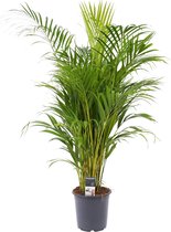 Dypsis Lutescens Areca Palm - ↑ 50-60cm - Ø 17cm XL