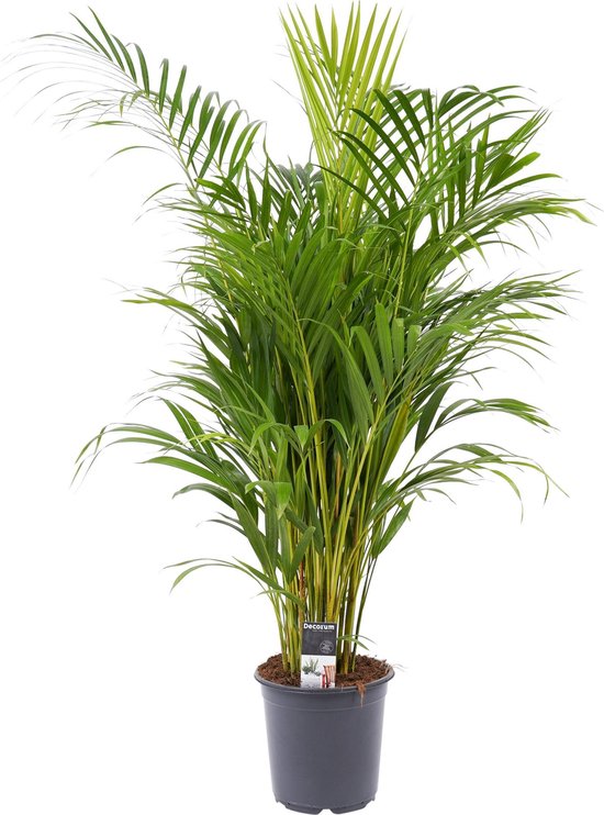 Dypsis Lutescens Areca Palm - ↑ 65-75cm - Ø 17cm