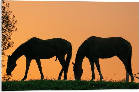 Acrylglas - Silhouet van 2 Grazende Paarden - 60x40cm Foto op Acrylglas (Wanddecoratie op Acrylglas)