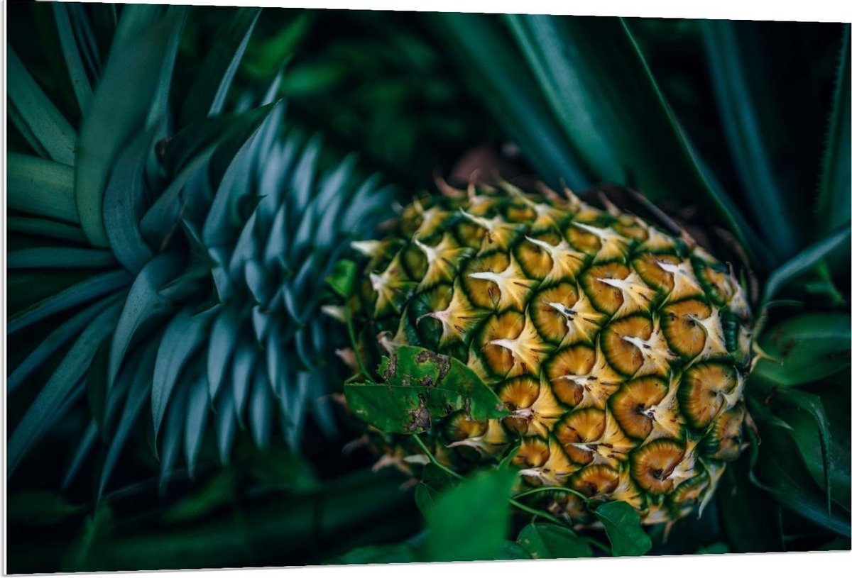 Forex - Ananas aan Plant - 120x80cm Foto op Forex