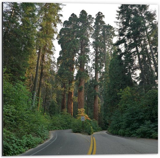 Dibond - Hoge Groene Bomen Langs de Weg - 50x50cm Foto op Aluminium (Wanddecoratie van metaal)