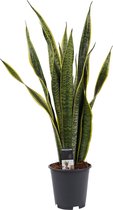 Decorum Sansevieria - Kamerplant - vrouwentong - Laurentii - in kwekerspot