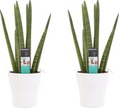 (set van 2) Decorum Duo Sansevieria - Kamerplant - vrouwentong - Cylindrica - met witte Anna sierpot