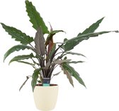 Decorum Alocasia Lauterbachiana - Kamerplant - Skeletplant -  met Elho brussels soap pot