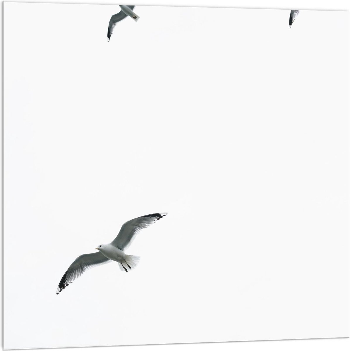Plexiglas - Groep Meeuwen in de Lucht - 100x100cm Foto op Plexiglas (Met Ophangsysteem)