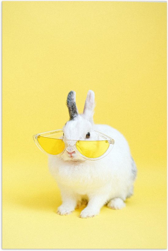 Affiche – Lapin Wit avec lunettes de soleil - Photo 40x60cm sur papier  affiche | bol.com