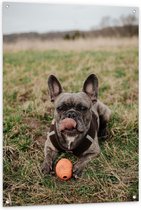 Tuinposter – Donkere Hond met Bal in het Gras  - 80x120cm Foto op Tuinposter  (wanddecoratie voor buiten en binnen)