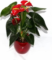 Anthurium rood in Vera pot | Flamingoplant