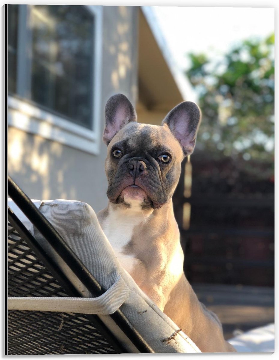 Dibond - Klein Hondje op Tuinstoel - 30x40cm Foto op Aluminium (Met Ophangsysteem)