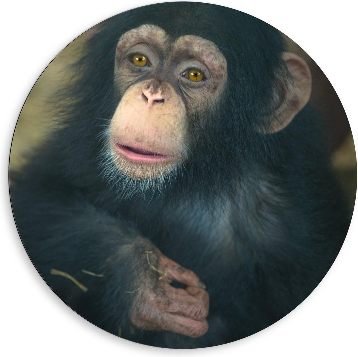 Dibond Wandcirkel - Chimpansee Baby - 80x80cm Foto op Aluminium Wandcirkel (met ophangsysteem)