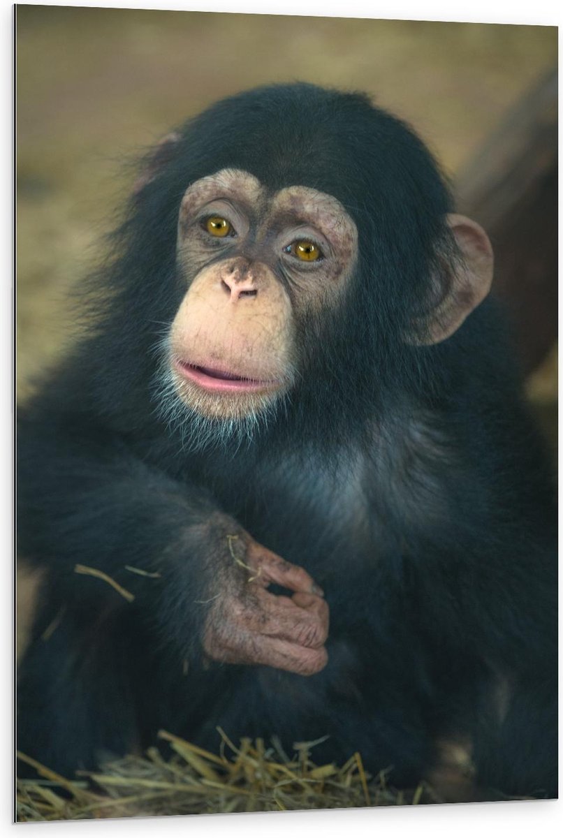 Dibond - Chimpansee Baby - 80x120cm Foto op Aluminium (Met Ophangsysteem)