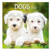 Comello Kalender Dogs 2021 30 X 30 Cm Papier Groen/wit