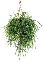 Rhipsalis Pulchra | Koraalcactus