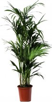 Kentia Howea XL | Kentia palm