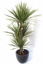 Dracaena Marginata in Pure Soft antraciet | Drakenbloedboom