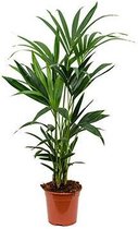 Palm kentia S | Hoogte 110 cm