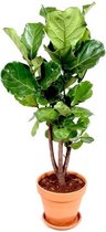 Ficus Lyrata vertakt in Terracotta | Vioolbladplant / Tabaksplant