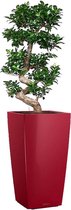 Ficus Bonsai in watergevende Cubico rood | Bonsai