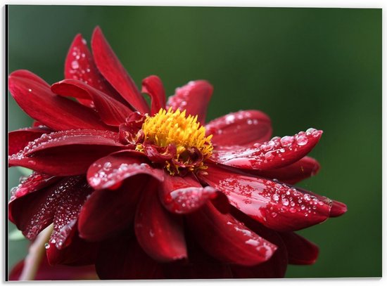 Dibond - Rode Bloem met Waterdruppels - 40x30cm Foto op Aluminium (Met Ophangsysteem)