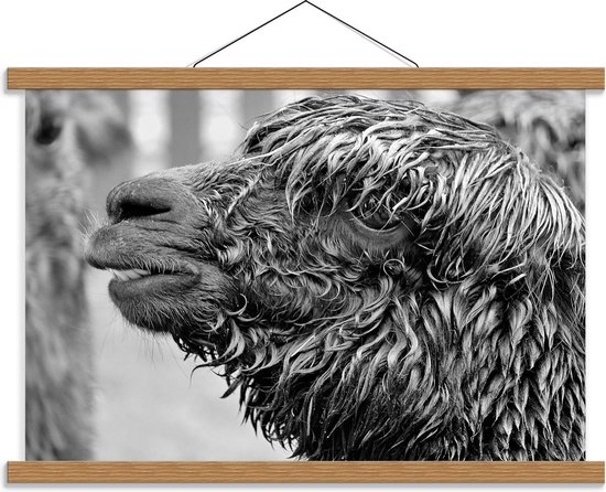 Schoolplaat – Nat Geregende Alpaca - 60x40cm Foto op Textielposter (Wanddecoratie op Schoolplaat)