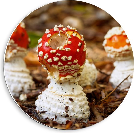 Forex Wandcirkel - Paddenstoelen in het Bos  - 40x40cm Foto op Wandcirkel (met ophangsysteem)