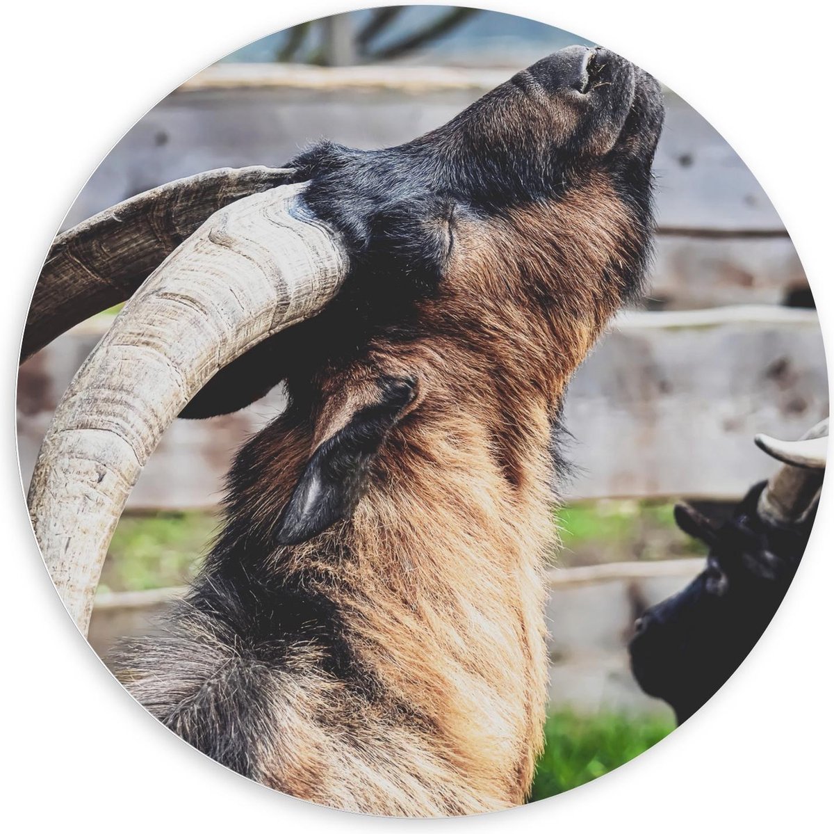 KuijsFotoprint Forex Wandcirkel - Bruine Bok voor Hek - 100x100cm Foto op Wandcirkel (met ophangsysteem)