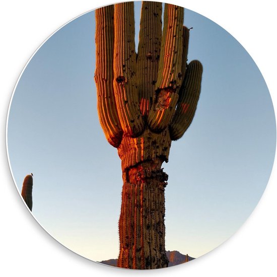 Forex Wandcirkel - Cactussen met Zon - Foto op Wandcirkel (met ophangsysteem)