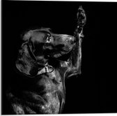Acrylglas - Hond die aan Poot likt in Zwart Wit  - 50x50cm Foto op Acrylglas (Met Ophangsysteem)